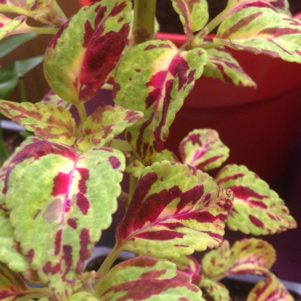 Coleus Scatter Splatter in the GardenTags plant encyclopedia