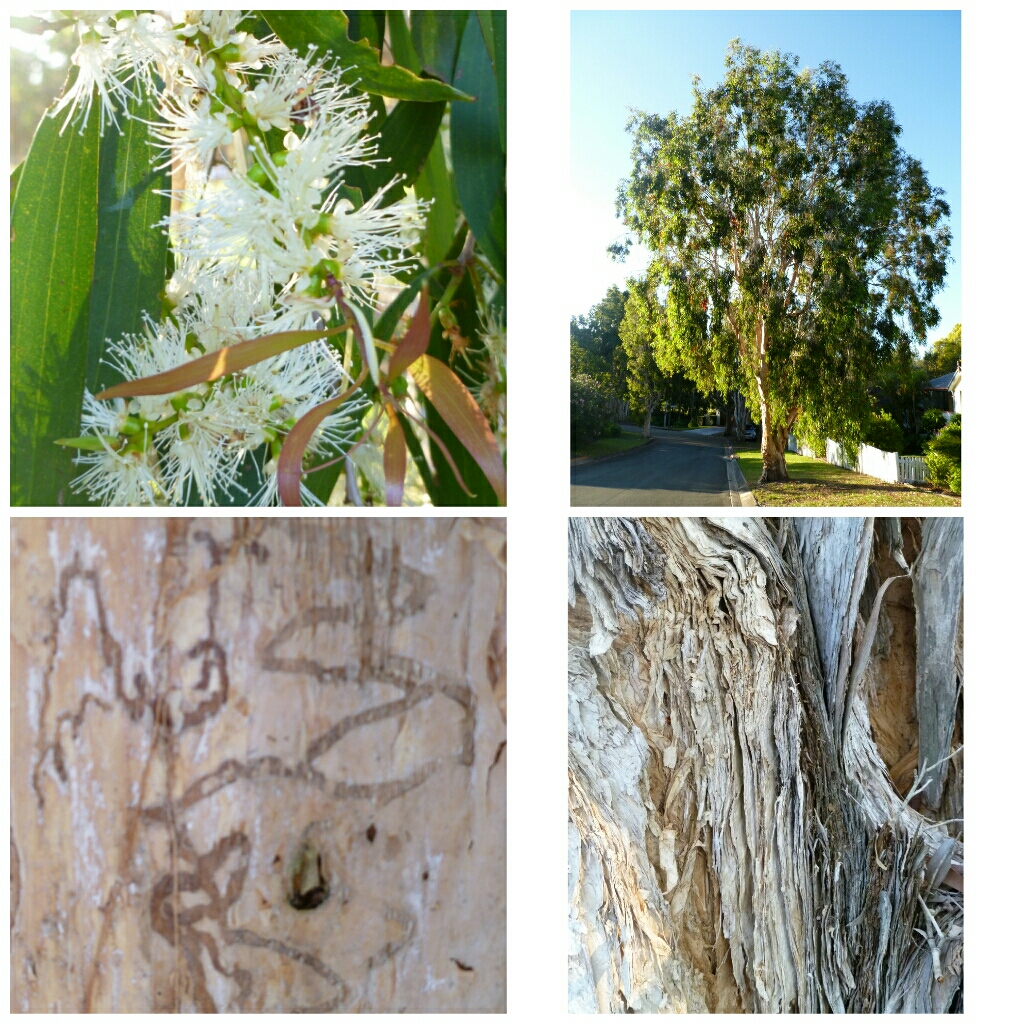 Paperbark Snow In Summer in the GardenTags plant encyclopedia