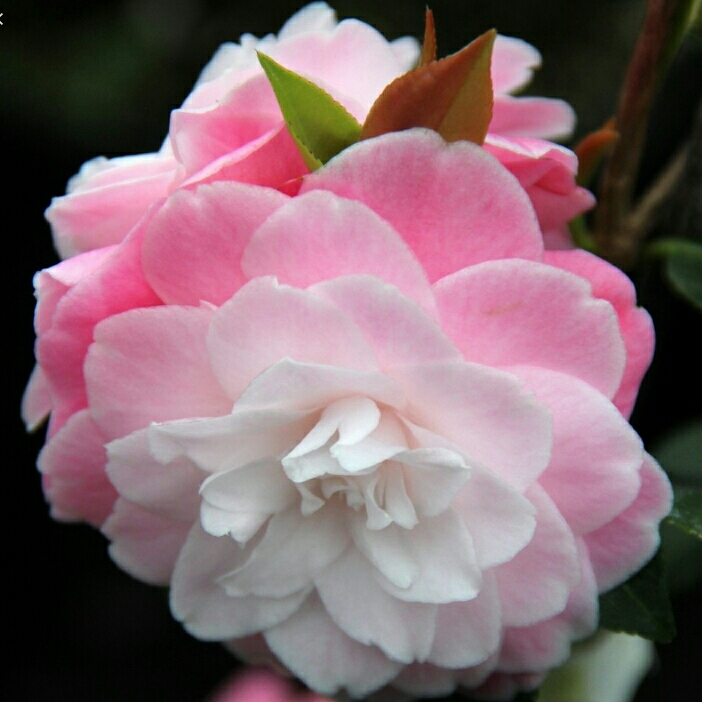 Camellia Sweet Jane in the GardenTags plant encyclopedia