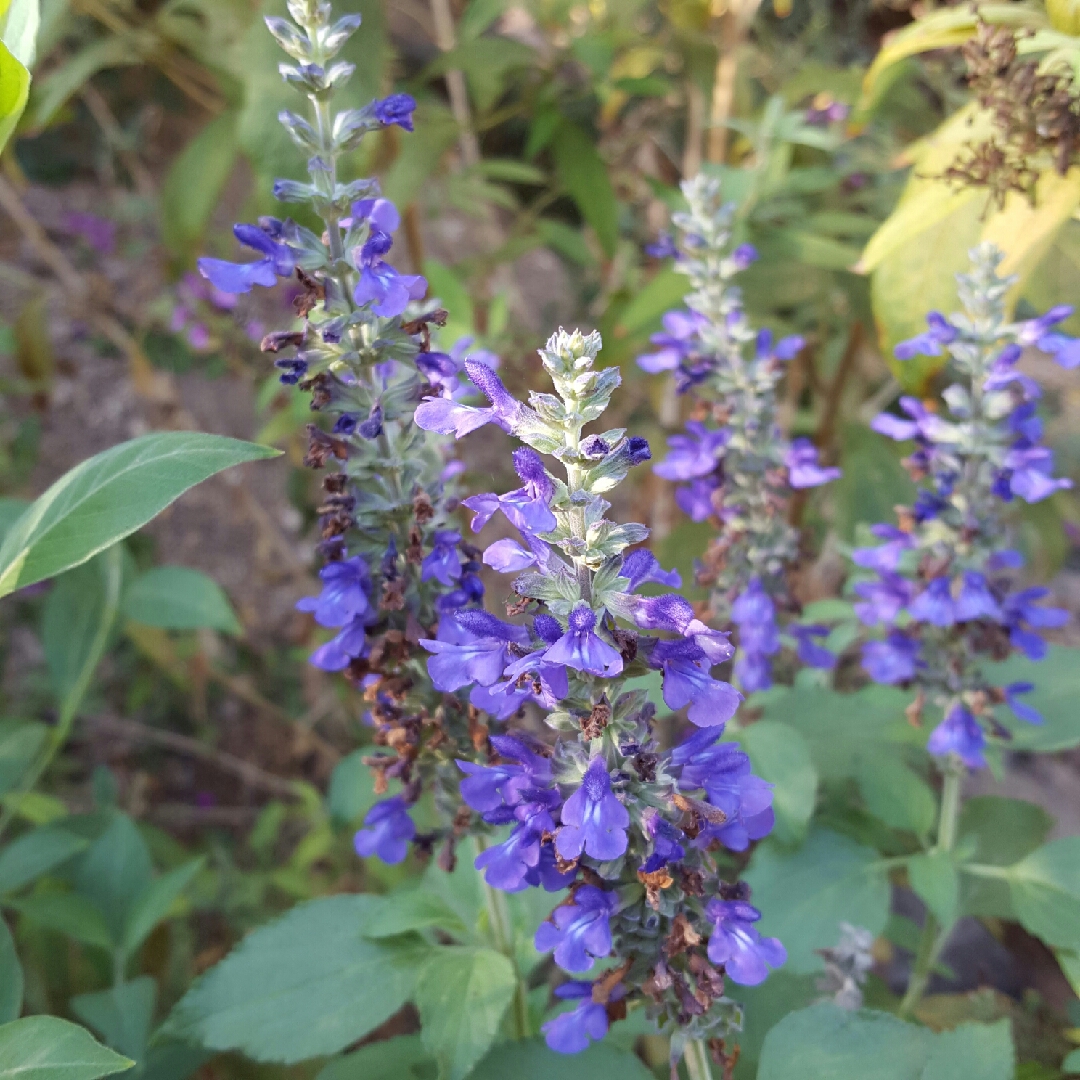 Salvia Indigo Spires in the GardenTags plant encyclopedia