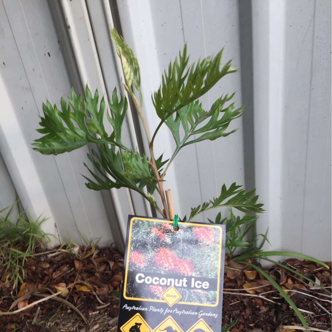 Grevillea Coconut Ice in the GardenTags plant encyclopedia