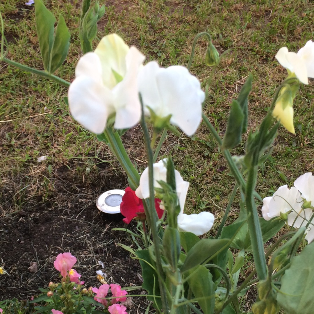 Sweet pea Kingfisher in the GardenTags plant encyclopedia