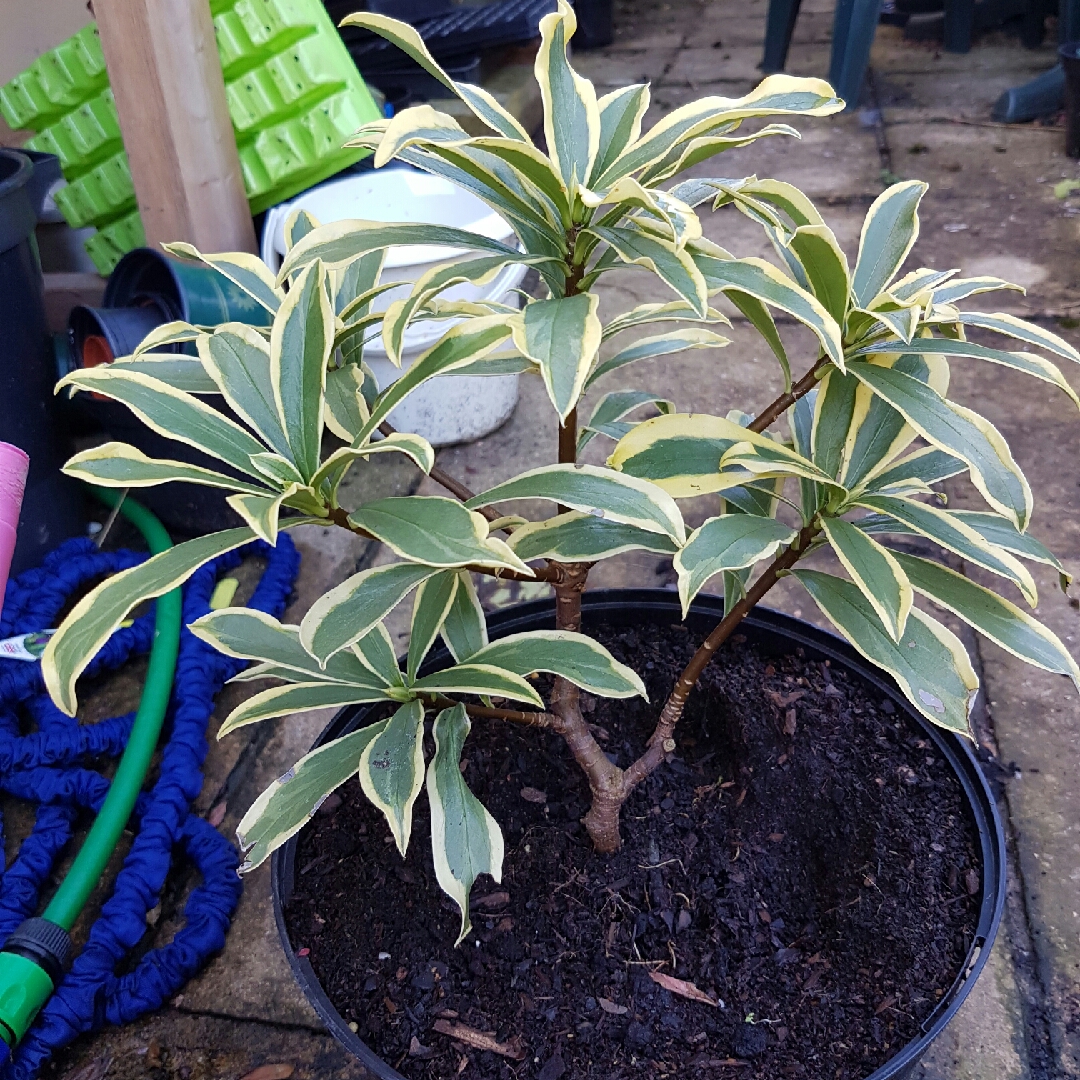 Daphne in the GardenTags plant encyclopedia