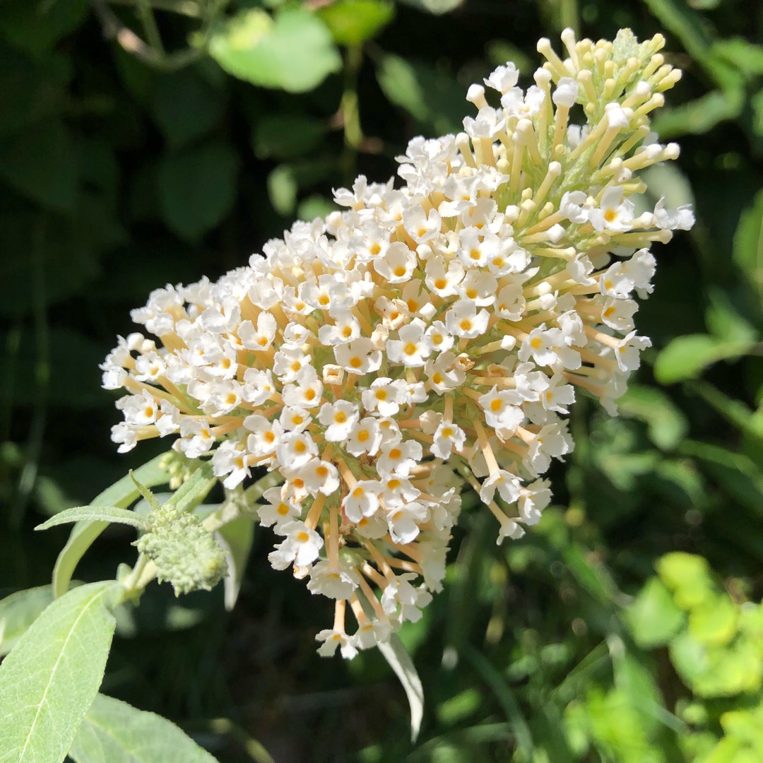 Butterfly Bush Buzz Ivory in the GardenTags plant encyclopedia