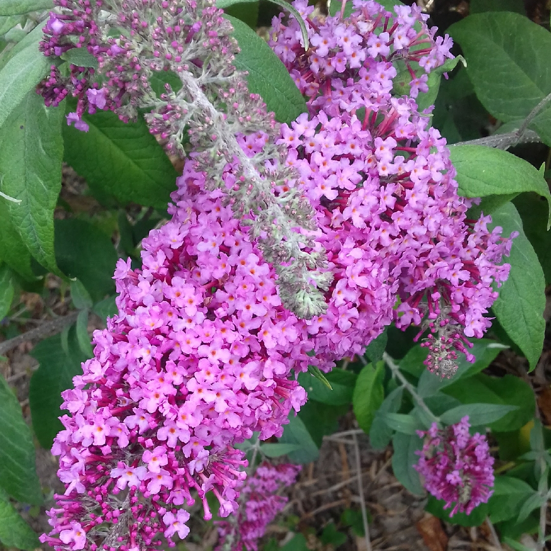 Weyer Butterfly Bush Pink Pagoda in the GardenTags plant encyclopedia