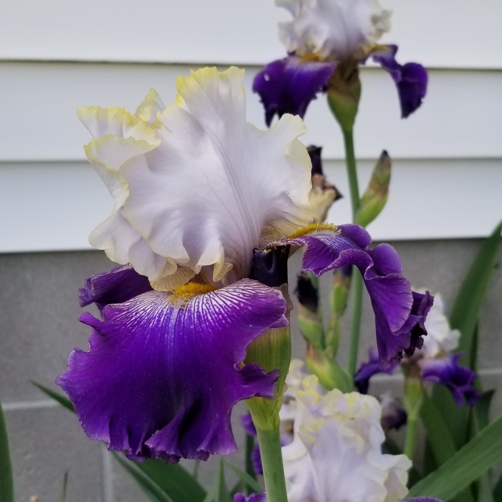 Bearded Iris Slovak Prince (Tall) in the GardenTags plant encyclopedia