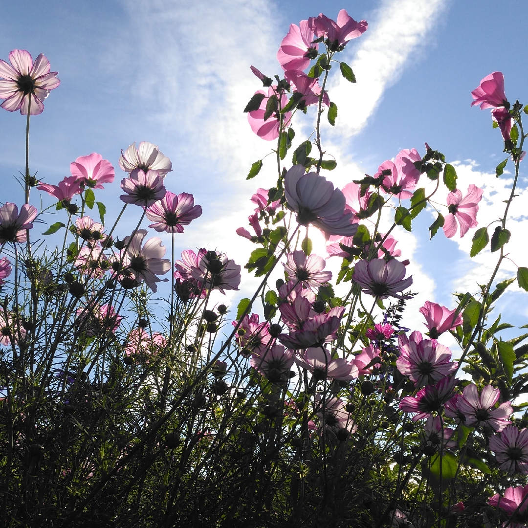 Cosmea Picotee in the GardenTags plant encyclopedia