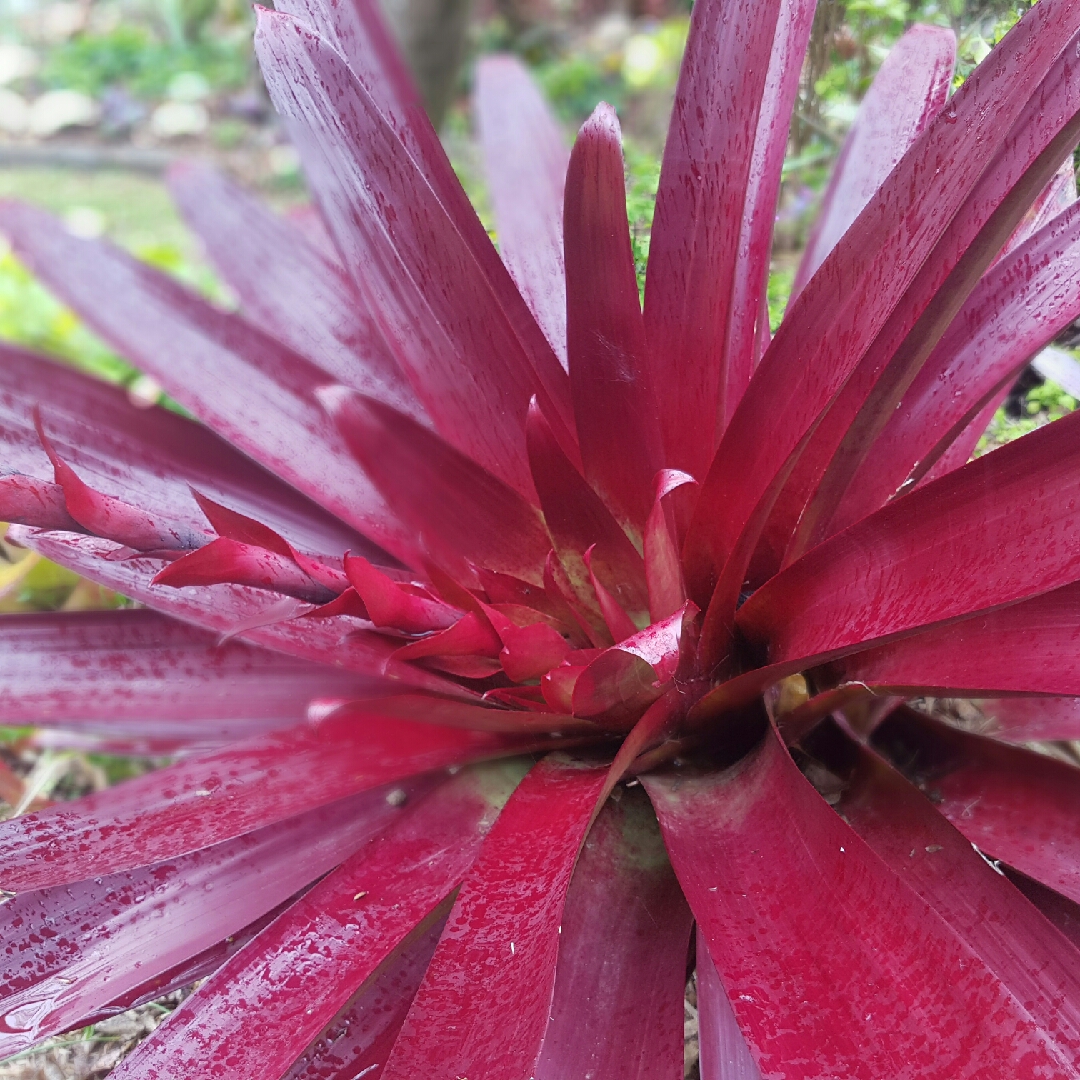 Bromeliad Alcantarea hawaiian red in the GardenTags plant encyclopedia