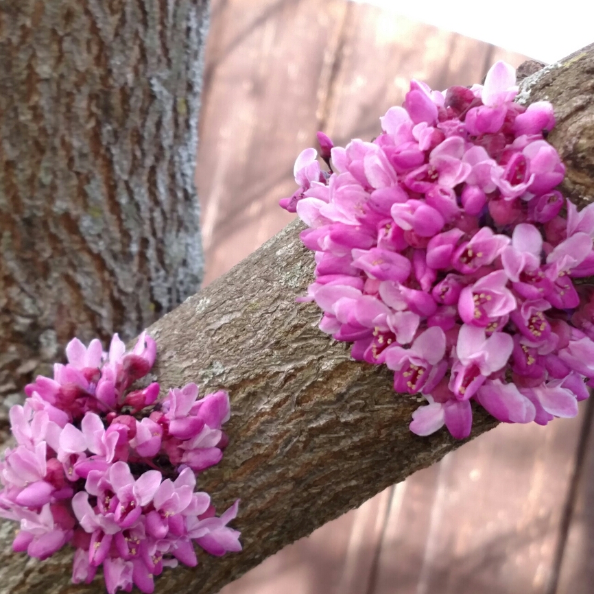 Eastern Redbud in the GardenTags plant encyclopedia