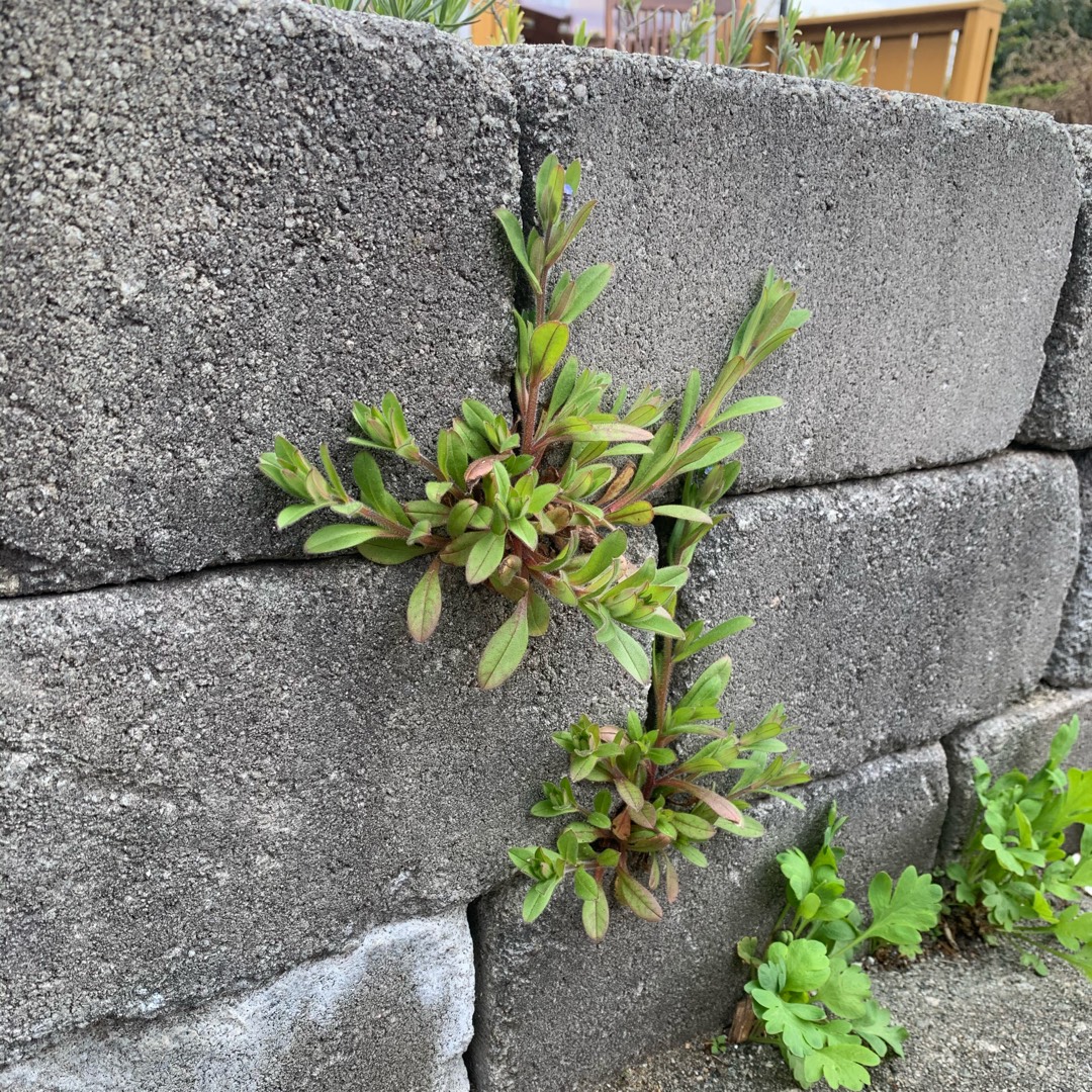 Alpine Forget-me-not in the GardenTags plant encyclopedia