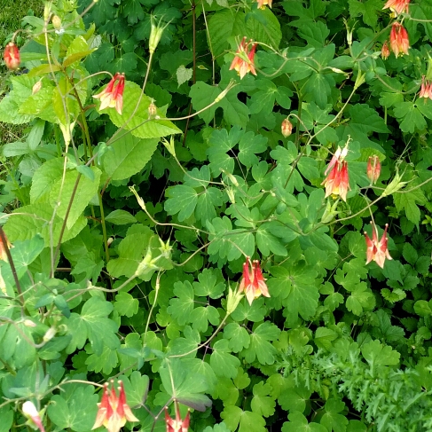 Canada columbine in the GardenTags plant encyclopedia