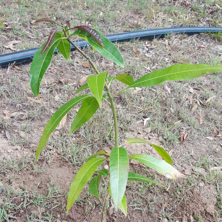 Mango Kensington Pride in the GardenTags plant encyclopedia