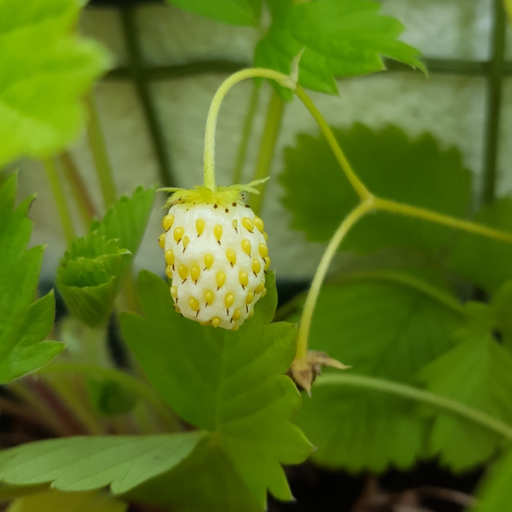 Pineberry in the GardenTags plant encyclopedia