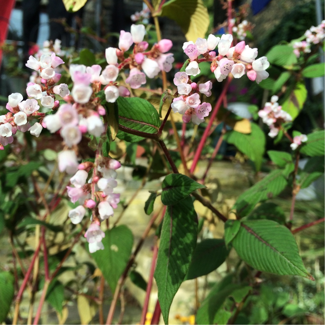 Lesser Knotweed in the GardenTags plant encyclopedia