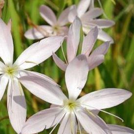 Crimson Flag Lily Wilfred H. Bryant in the GardenTags plant encyclopedia