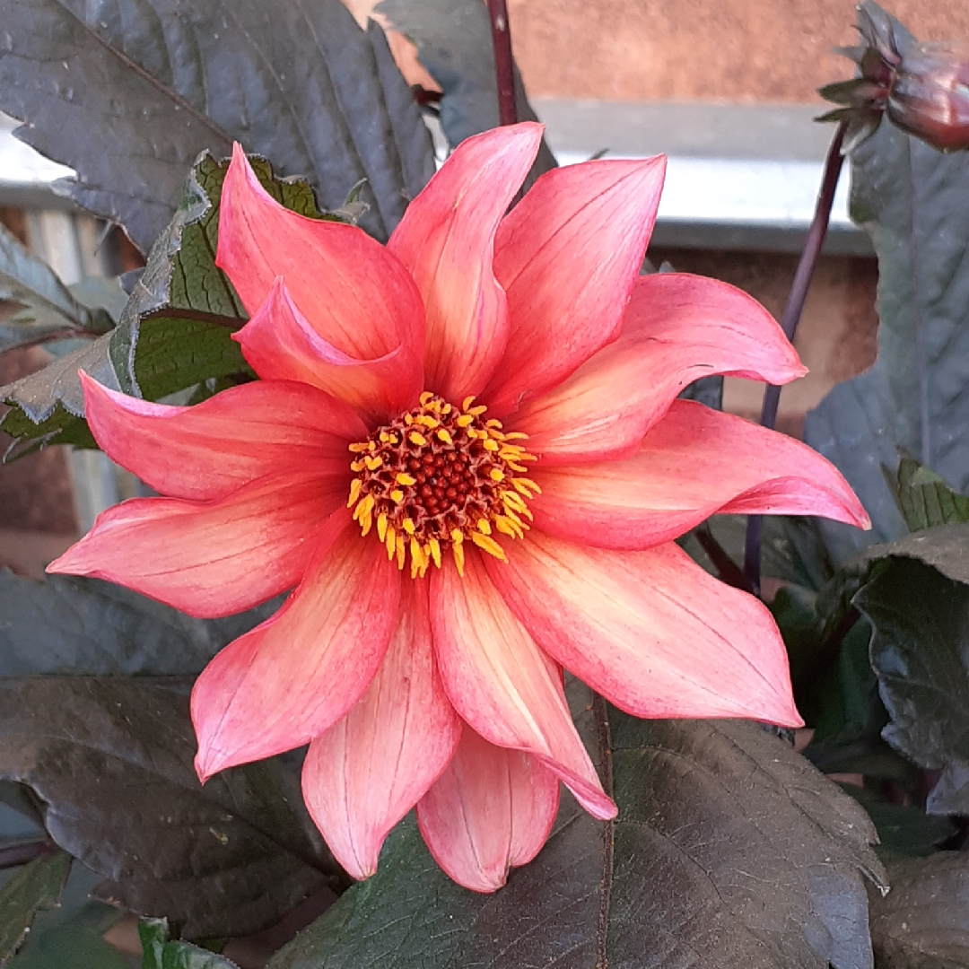 Dahlia Waltzing Mathilda in the GardenTags plant encyclopedia