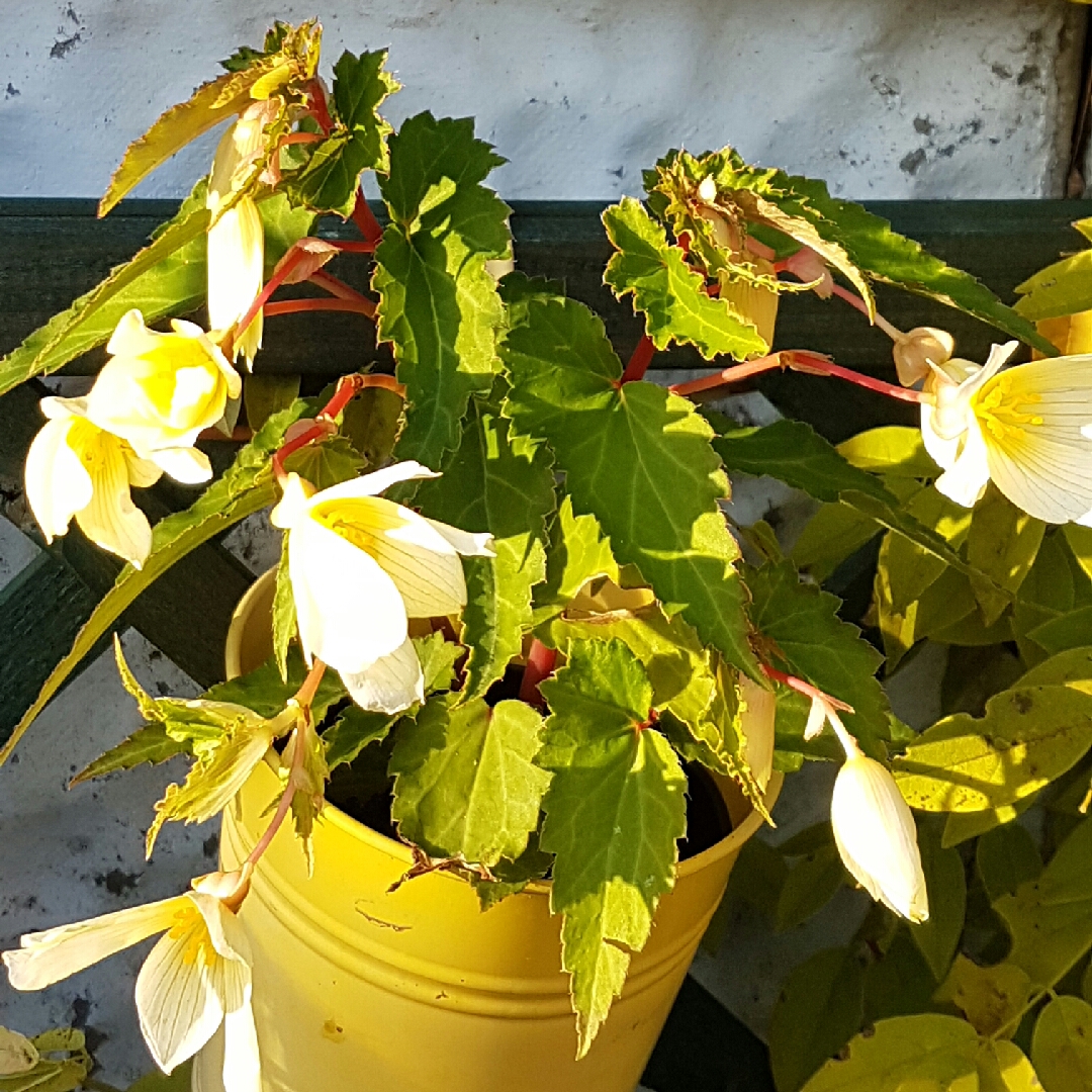 Tuberous Begonia Beauvilia Lemon in the GardenTags plant encyclopedia