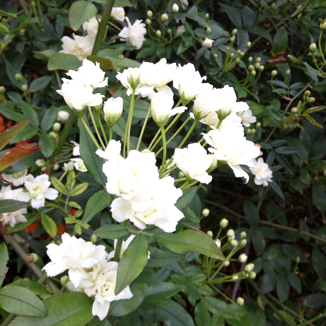 Lady Banks Rose in the GardenTags plant encyclopedia