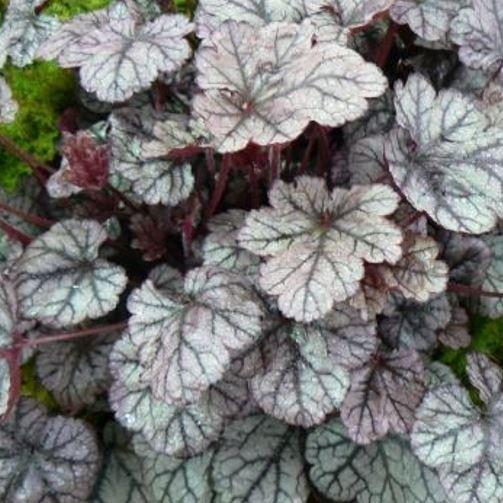 Alumroot Sugar Frosting in the GardenTags plant encyclopedia