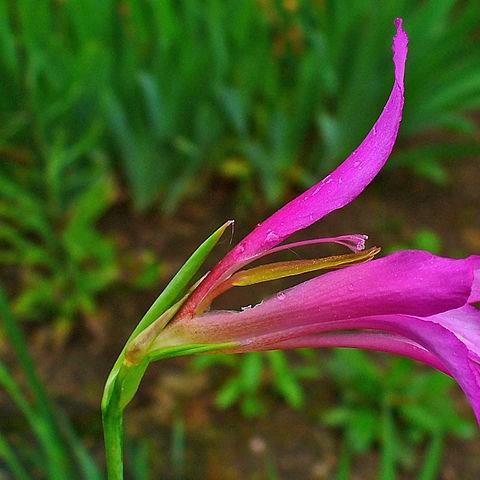 Gladioli (Species) Italian Gladiolus in the GardenTags plant encyclopedia