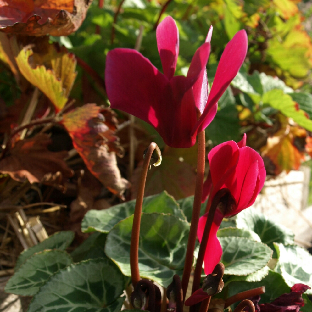 Florists Cyclamen Latinia Wine Red in the GardenTags plant encyclopedia