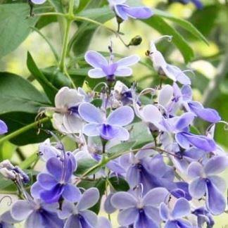 Blue Glorybower in the GardenTags plant encyclopedia