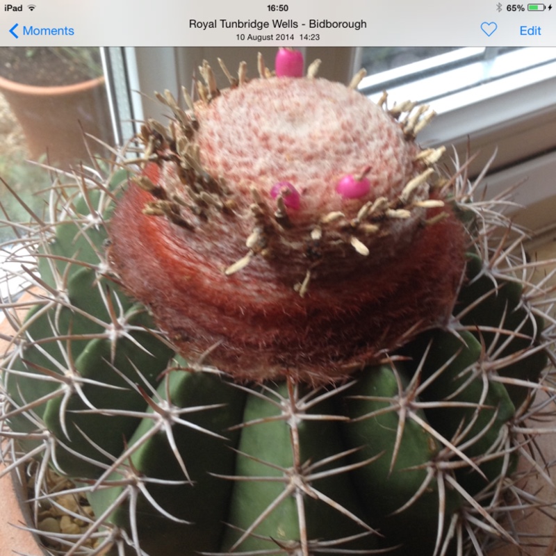 Turks Cap Cactus in the GardenTags plant encyclopedia