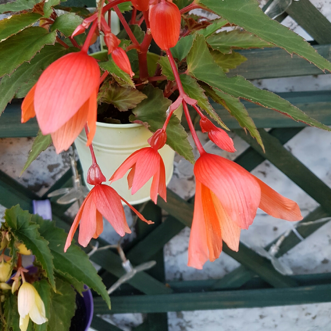 Tuberous Begonia Beauvilia Salmon in the GardenTags plant encyclopedia