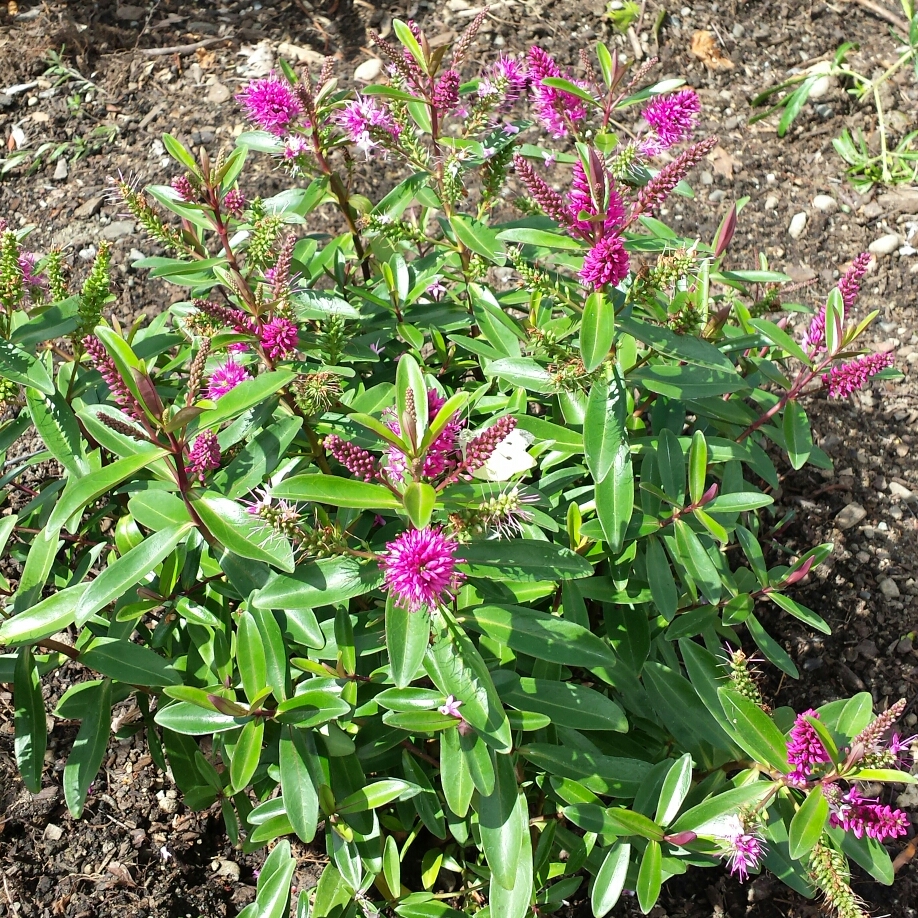 Shrubby Veronica Wiri Blush in the GardenTags plant encyclopedia