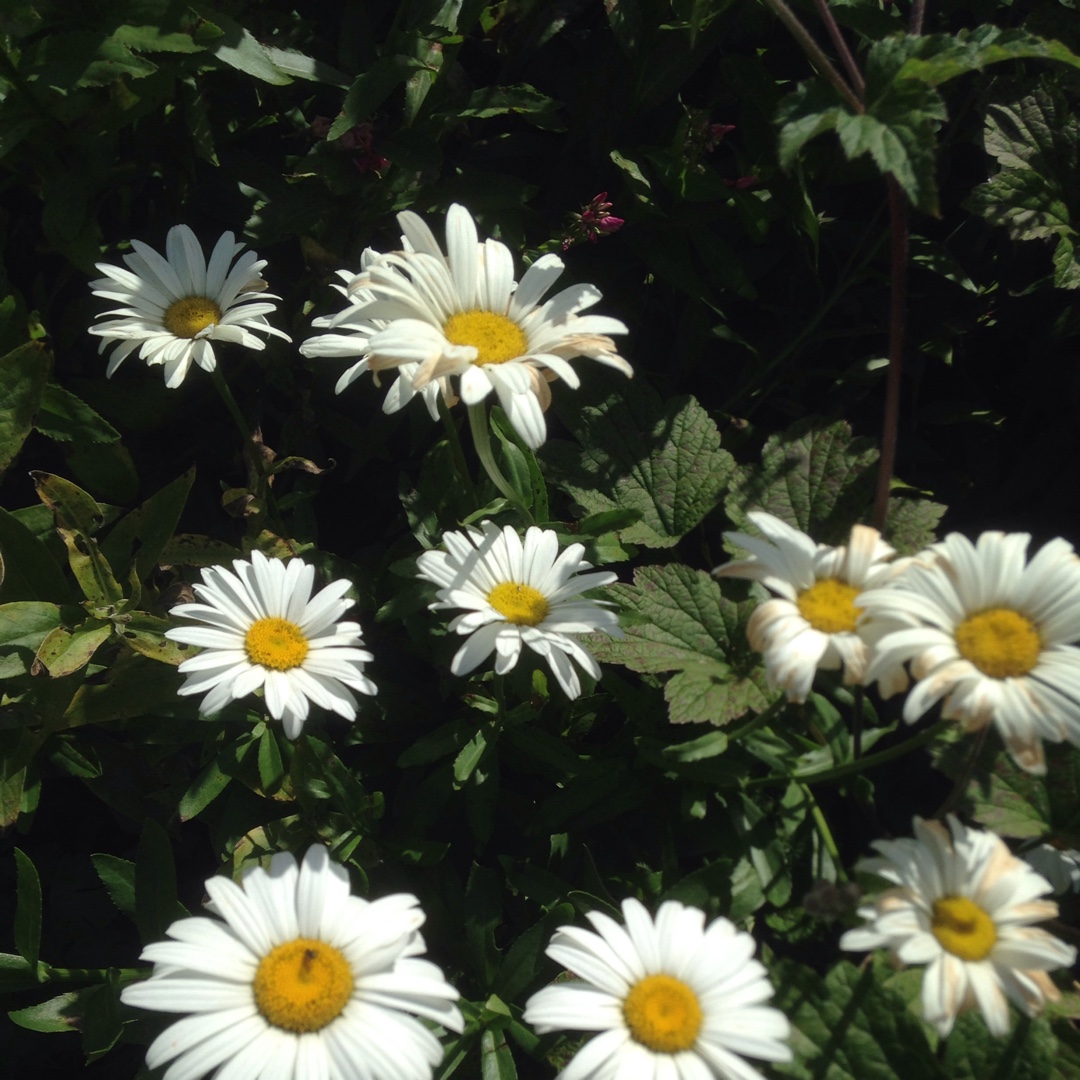 Chrysanthemum Spartan Seagull in the GardenTags plant encyclopedia