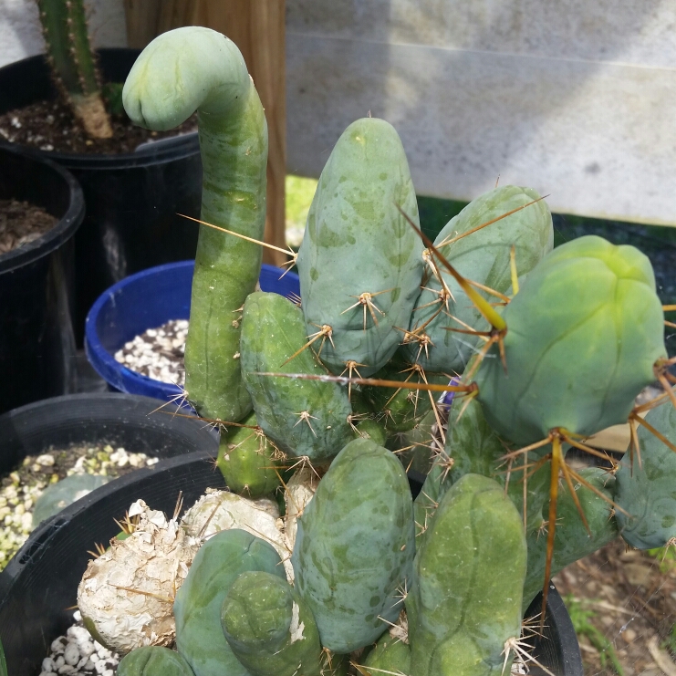 Trichocereus bridgesii Montrose in the GardenTags plant encyclopedia