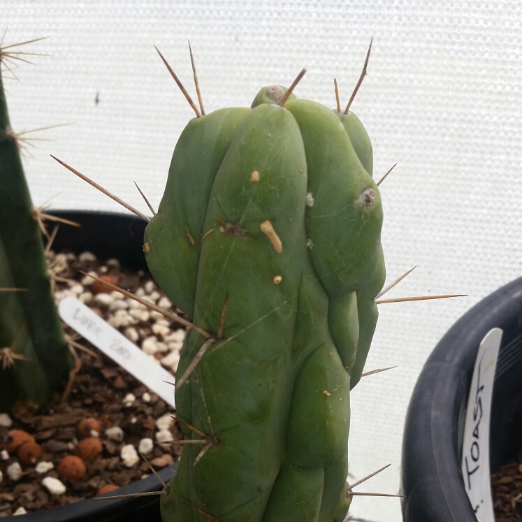 Trichocereus Bridgesii in the GardenTags plant encyclopedia