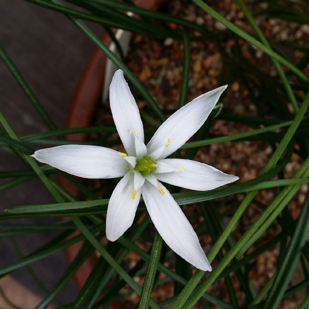 Summer Snowdrop in the GardenTags plant encyclopedia