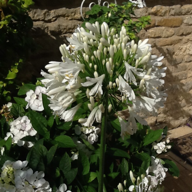 African Lily Snow Cloud in the GardenTags plant encyclopedia