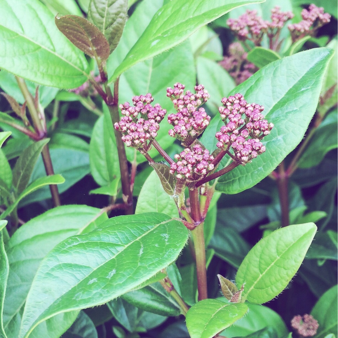 Laurustinus Ladybird in the GardenTags plant encyclopedia