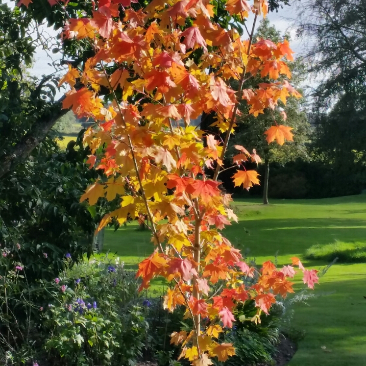 Maple Norwegian Sunset in the GardenTags plant encyclopedia