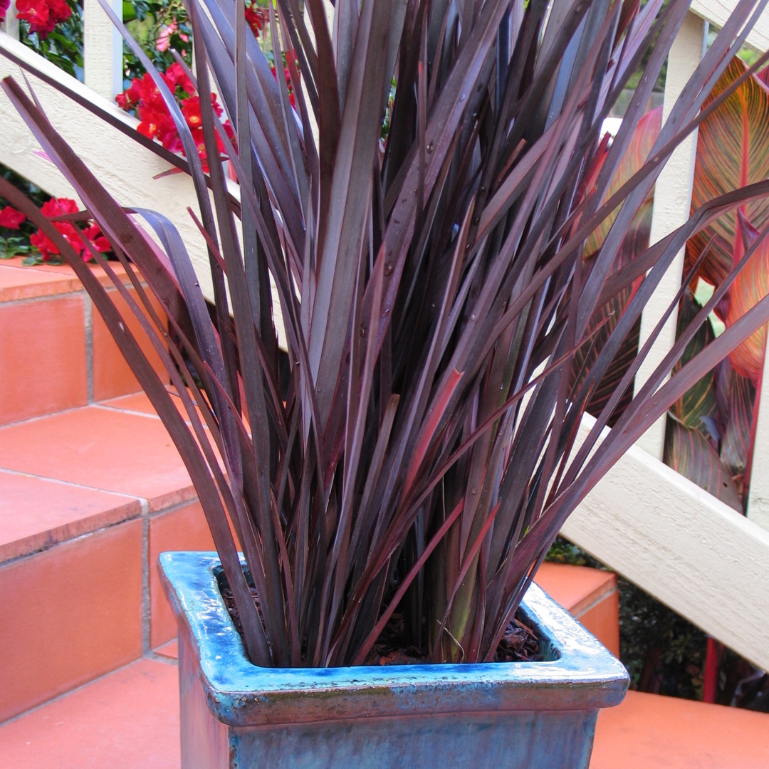 New Zealand Flax Border Black in the GardenTags plant encyclopedia