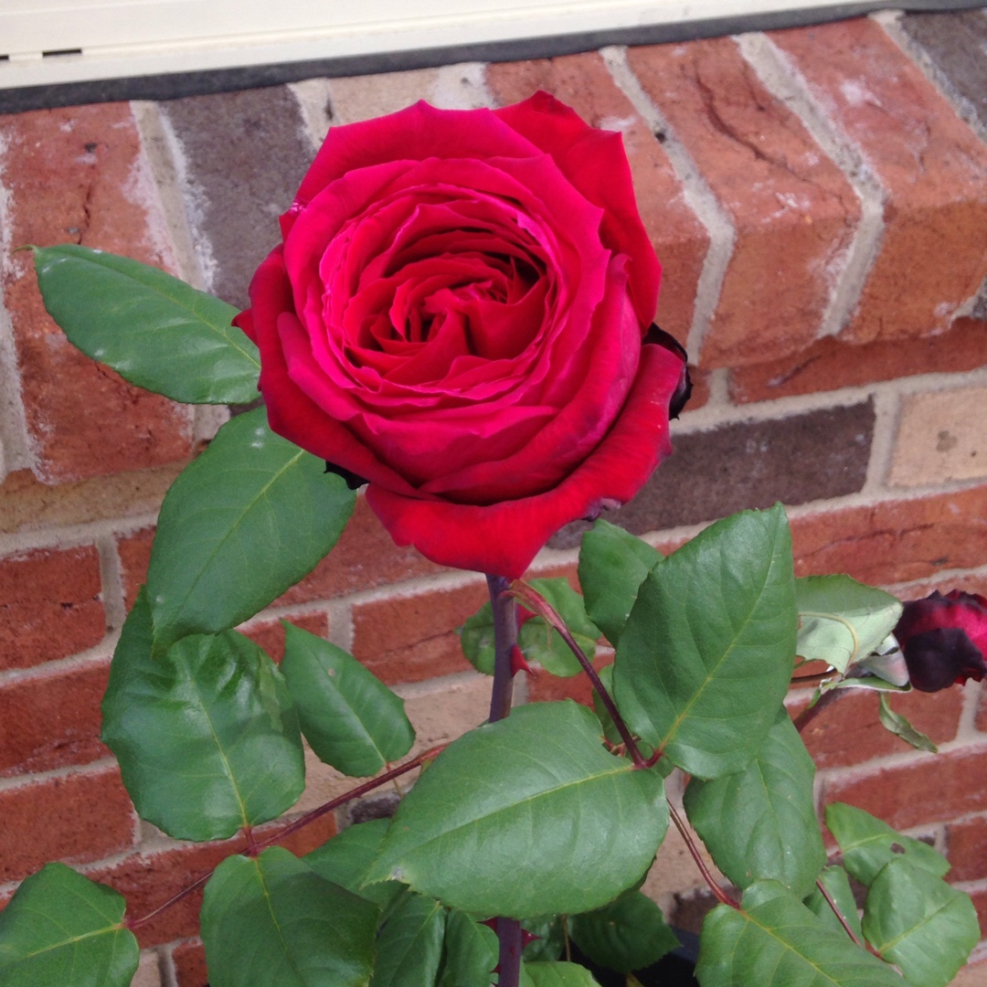 Hybrid Tea Rosa Meiafone in the GardenTags plant encyclopedia