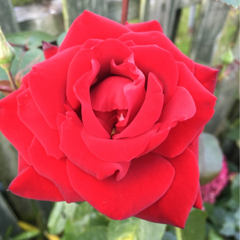 Rose Ingrid Bergman in the GardenTags plant encyclopedia