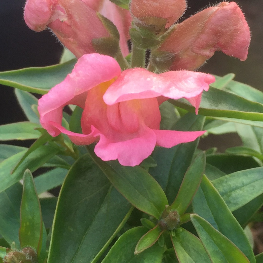 Snapdragon Eternal in the GardenTags plant encyclopedia