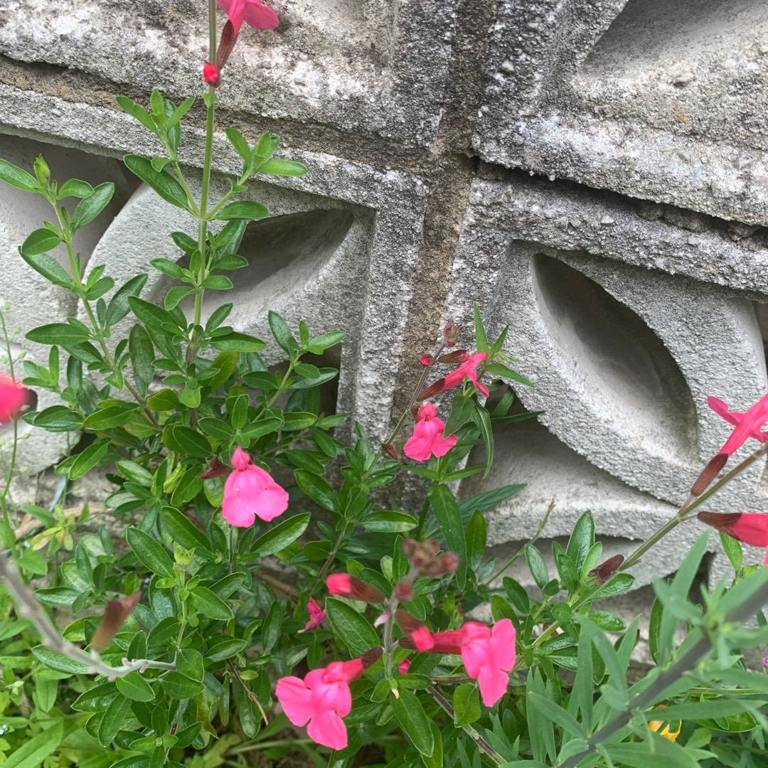 Salvia Heatwave Blaze in the GardenTags plant encyclopedia