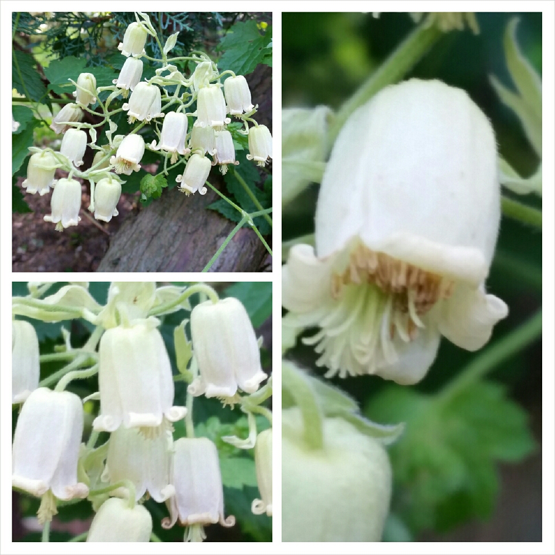 Nodding virgins bower in the GardenTags plant encyclopedia