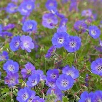 Wallichs Cranesbill Buxtons Variety in the GardenTags plant encyclopedia