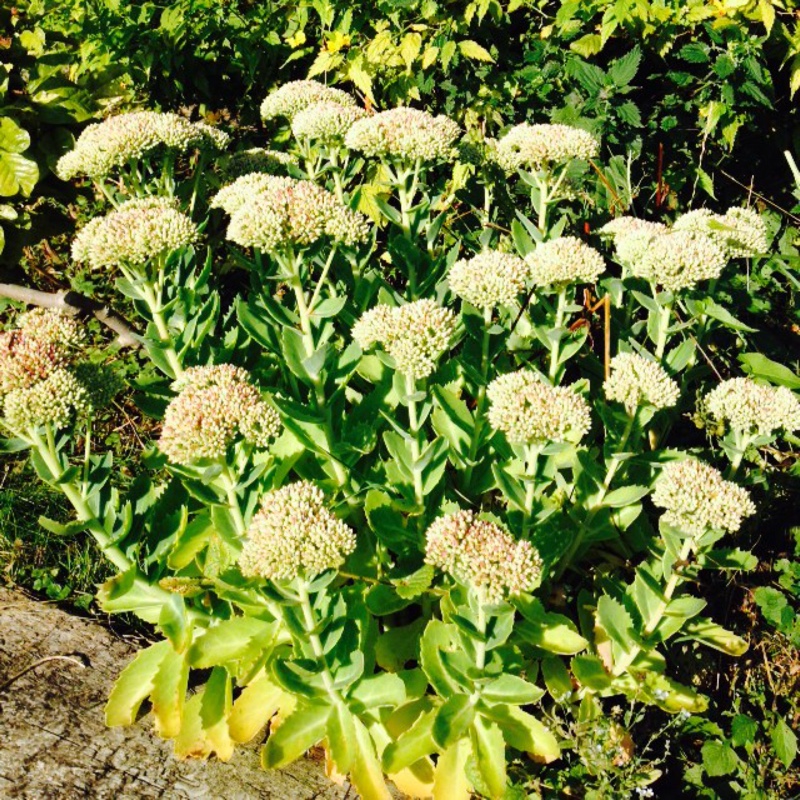 Stonecrop in the GardenTags plant encyclopedia