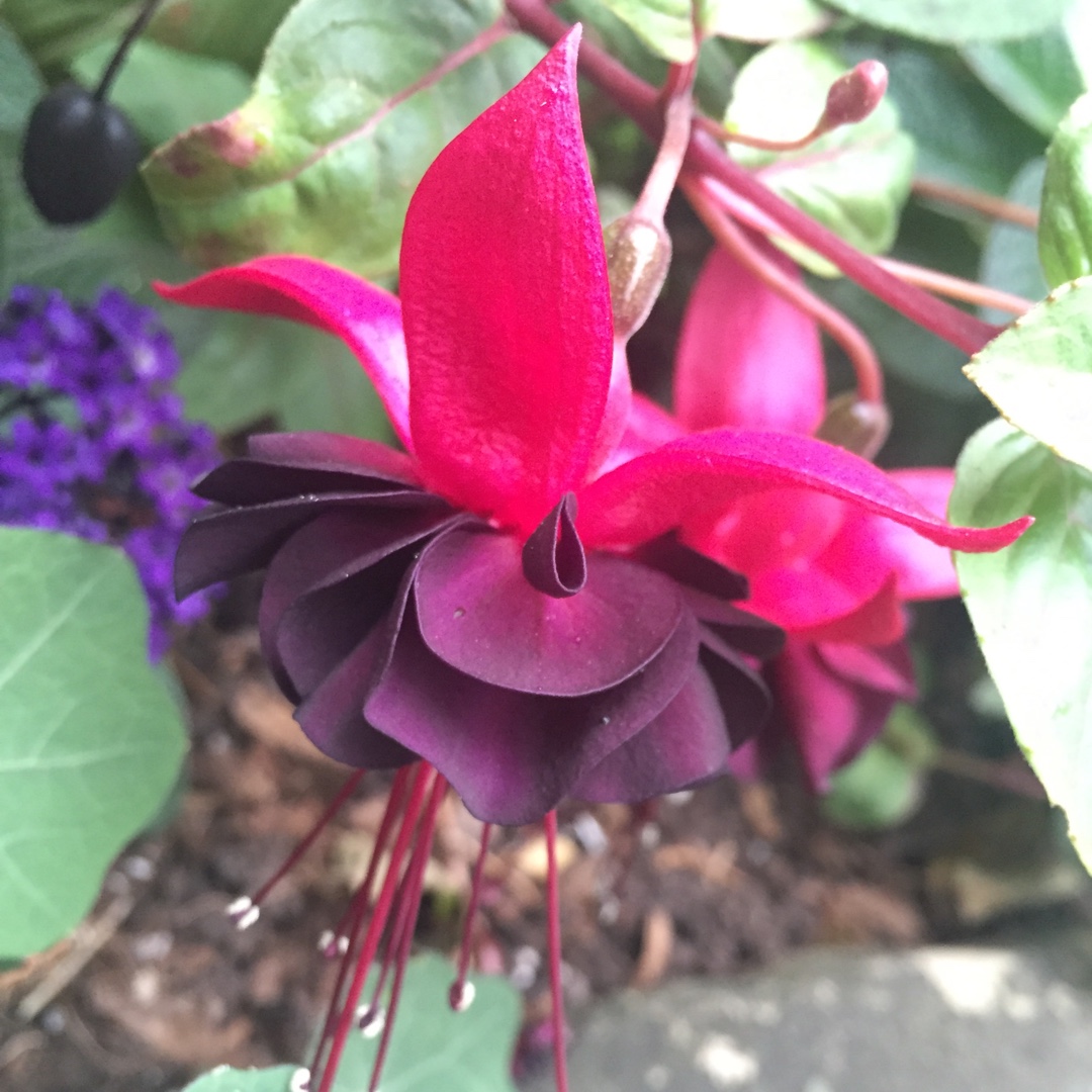 Fuchsia Roesse Blacky in the GardenTags plant encyclopedia