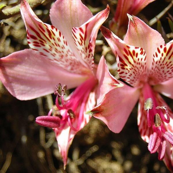 Hookers Peruvian Lily in the GardenTags plant encyclopedia