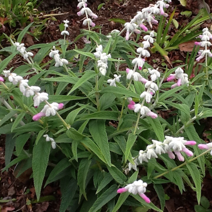 Mexican Bush Sage Danielles Dream in the GardenTags plant encyclopedia