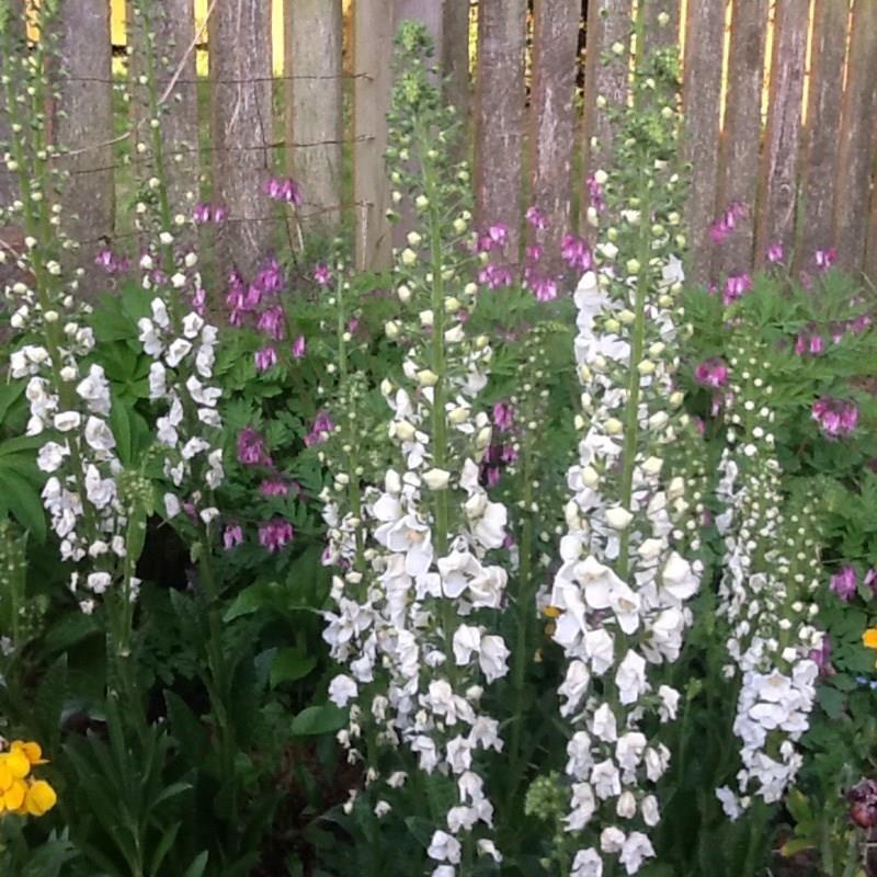 White Mullein in the GardenTags plant encyclopedia