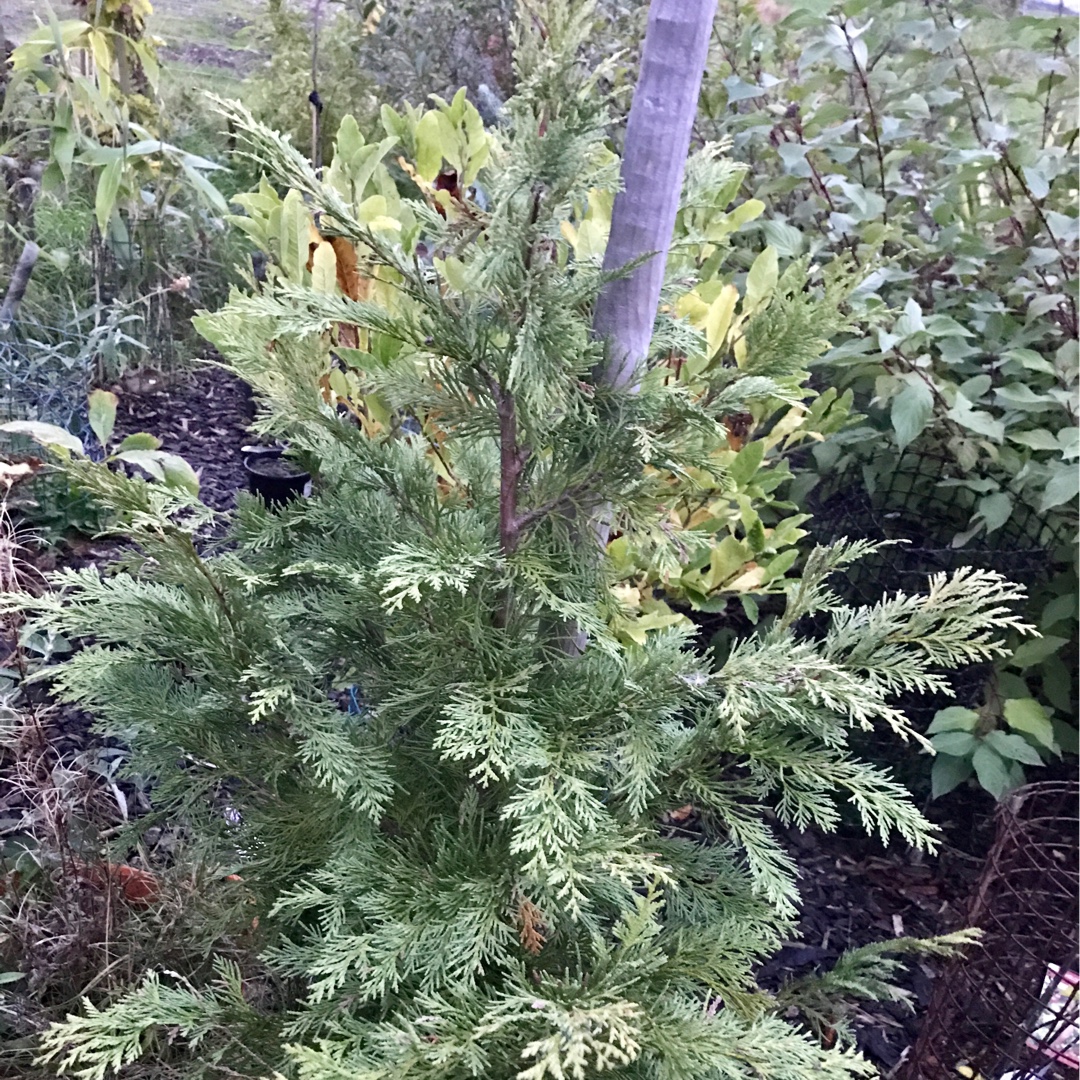 Lawsons Cypress Summer Snow in the GardenTags plant encyclopedia