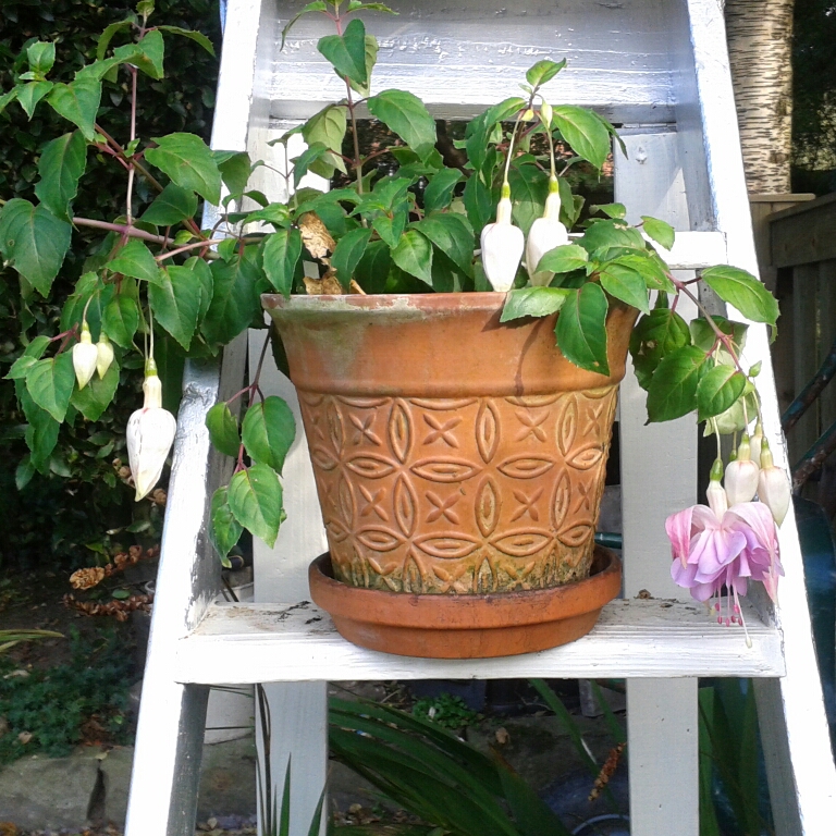 Fuchsia Wendys Beauty in the GardenTags plant encyclopedia